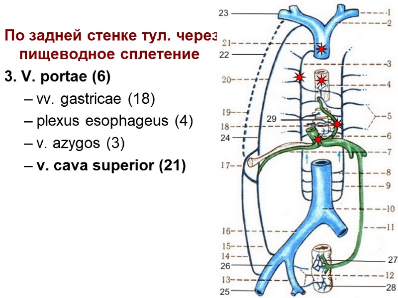 14 По задней стенке тул. через пищеводное сплетение  3. V. portae (6) vv.